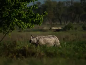 One-horned rhinoceros
