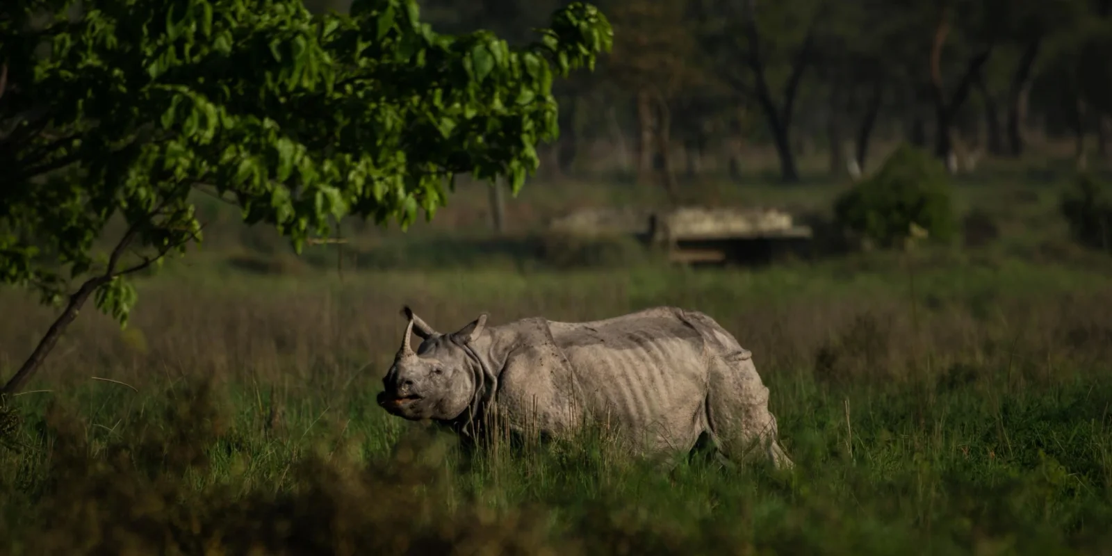 23 Best National Parks In India For Tiger Safari Tours