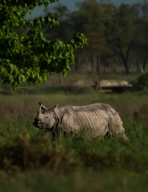 Kaziranga Wildlife Safari — Assam