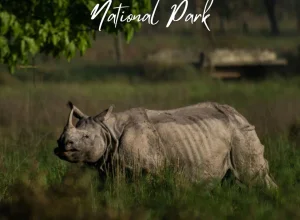 Kaziranga wildlife — 3-day itinerary