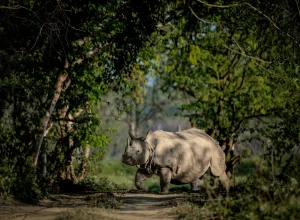 Kaziranga wildlife — 4-day itinerary