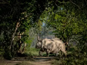 One-horned rhinoceros