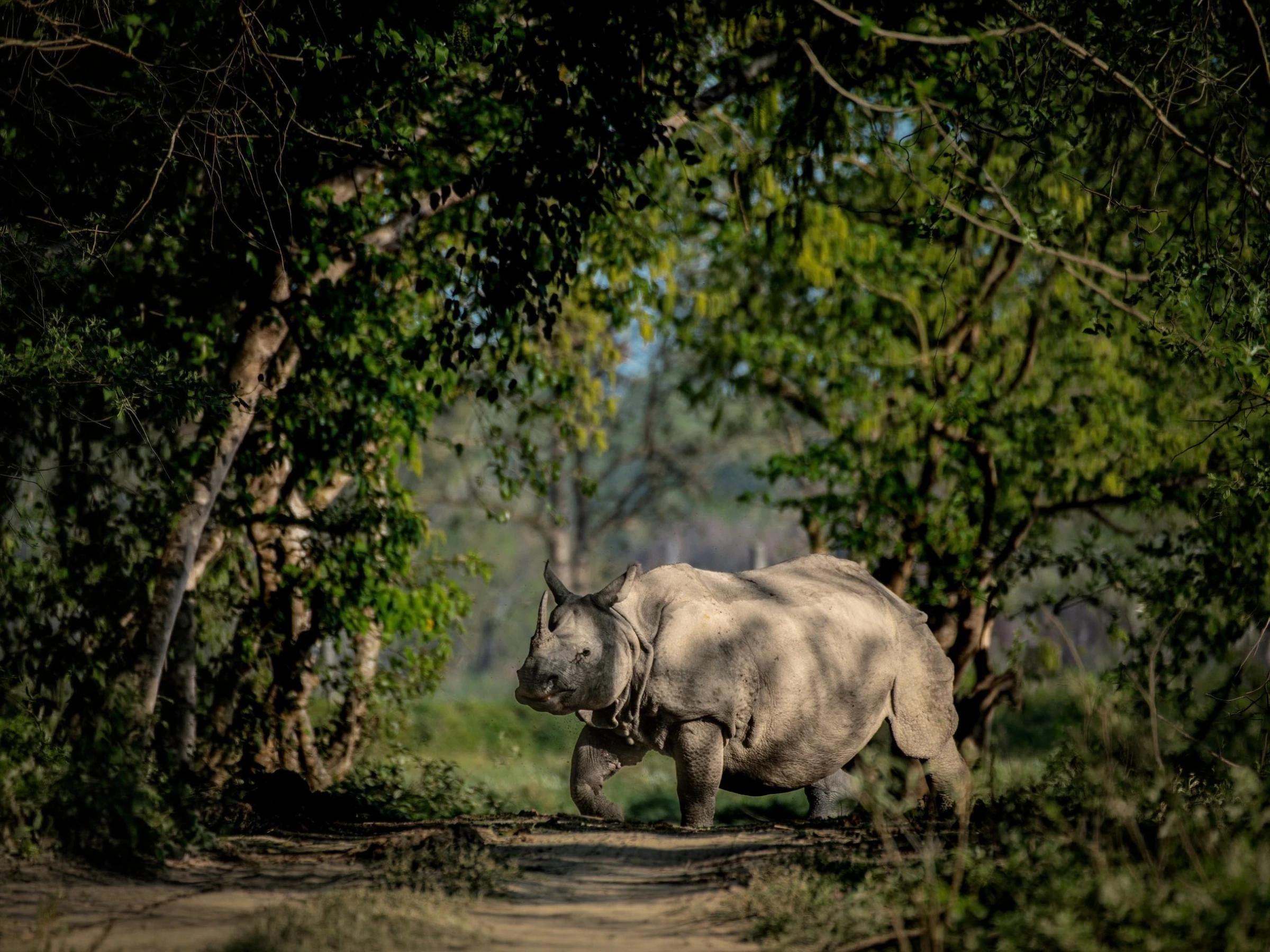 Kaziranga Wildlife Safari — Assam