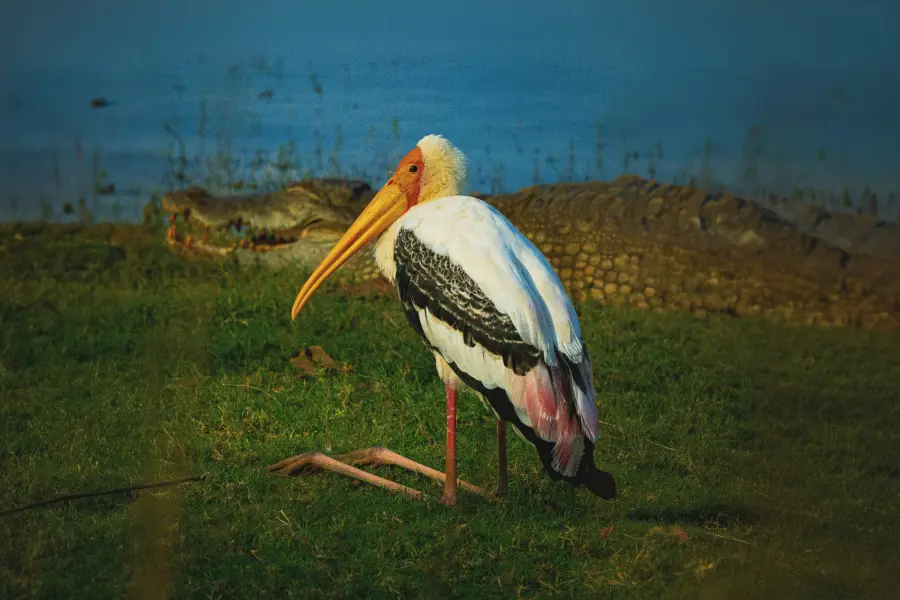 Painted stork fishing in the wetlands