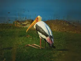 Painted stork