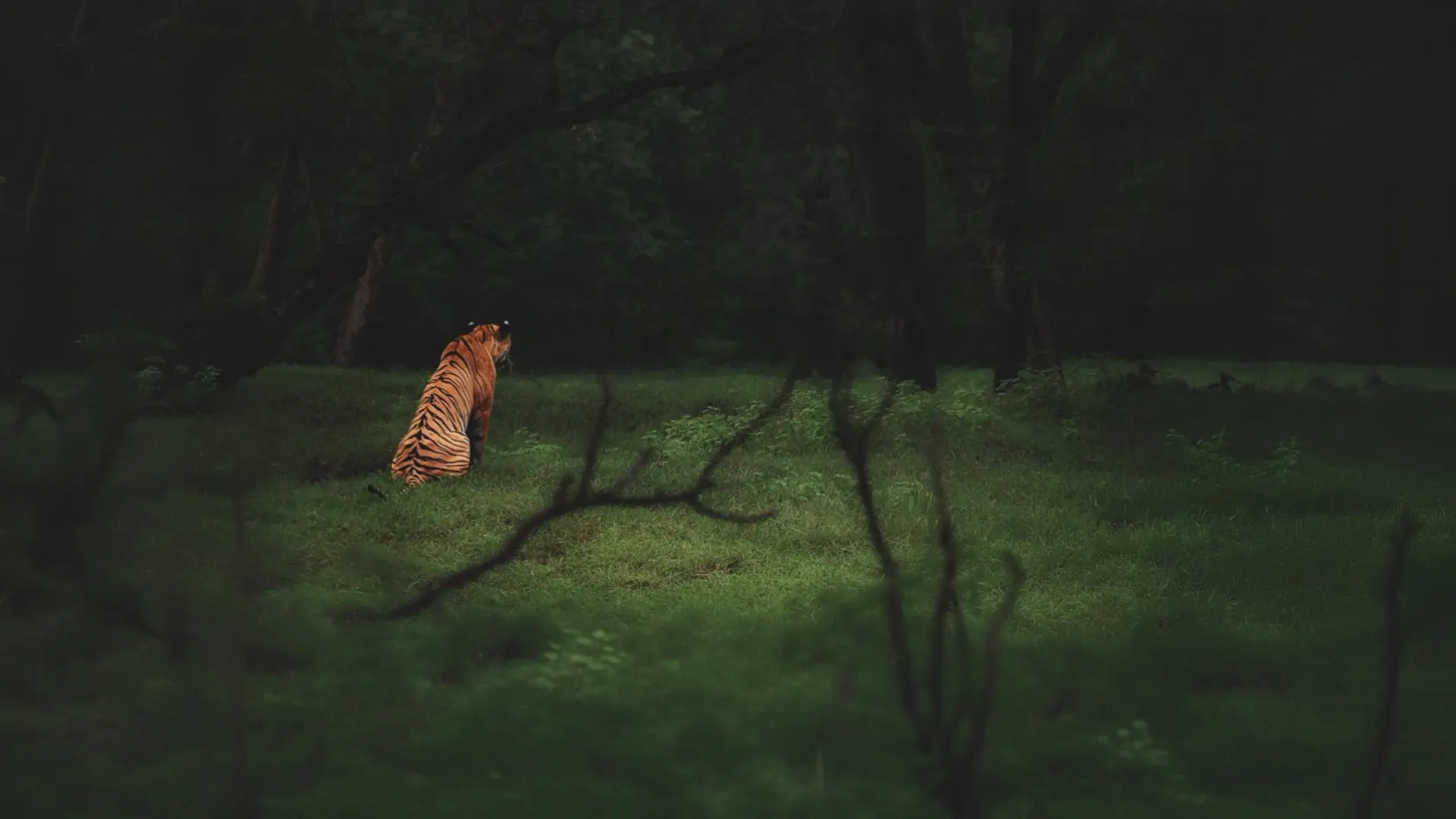 Manas safari