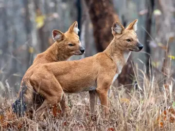 Pair of dholes standing alert in Pench National Park