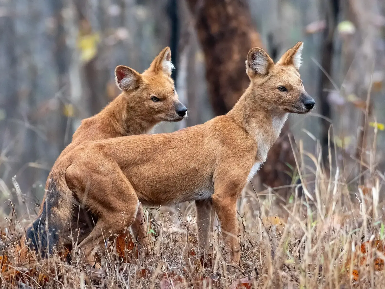 Pair of dholes standing alert in Pench National Park