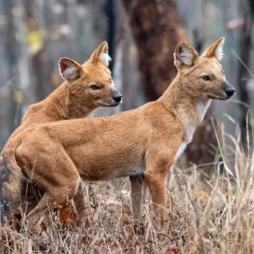 Pair of dholes standing alert in Pench National Park