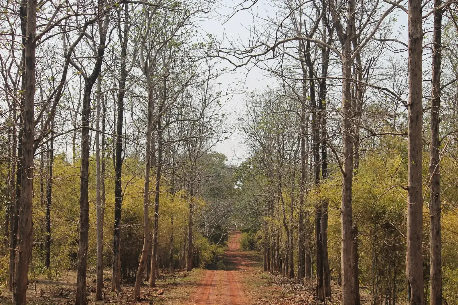Straight teak trunks lining a red-earth trail in Pench National Park