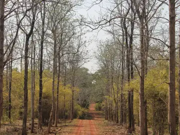 Straight teak trunks lining a red-earth trail in Pench National Park