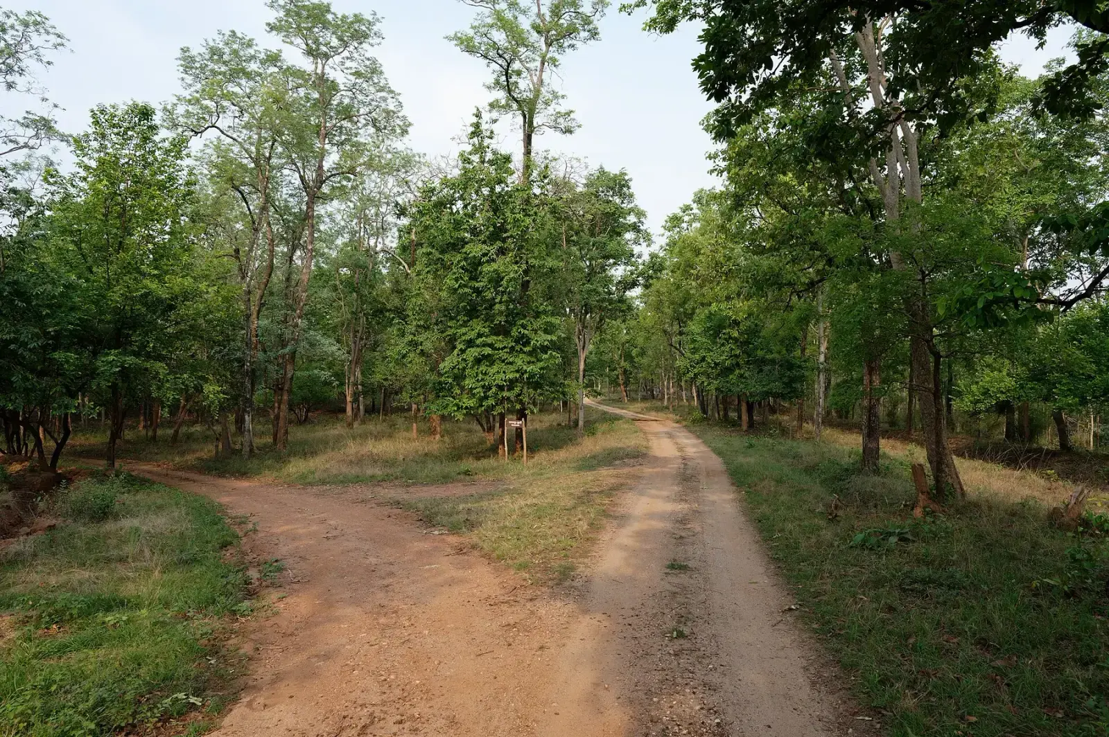 Safari tracks winding through teak forest in Pench Tiger Reserve