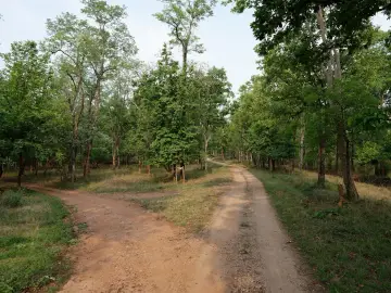 Safari tracks winding through teak forest in Pench Tiger Reserve