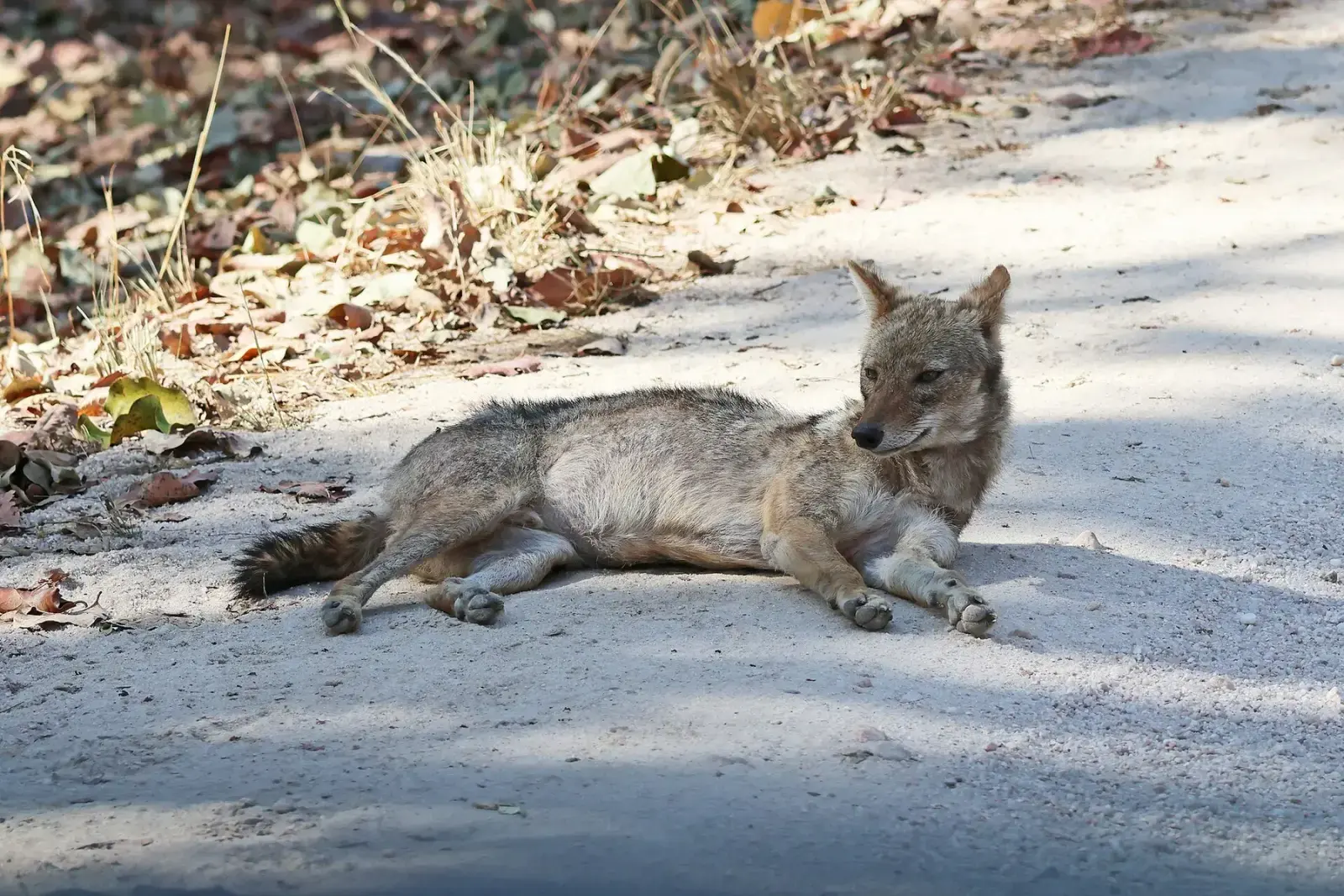 Golden jackal resting on a forest road in Pench