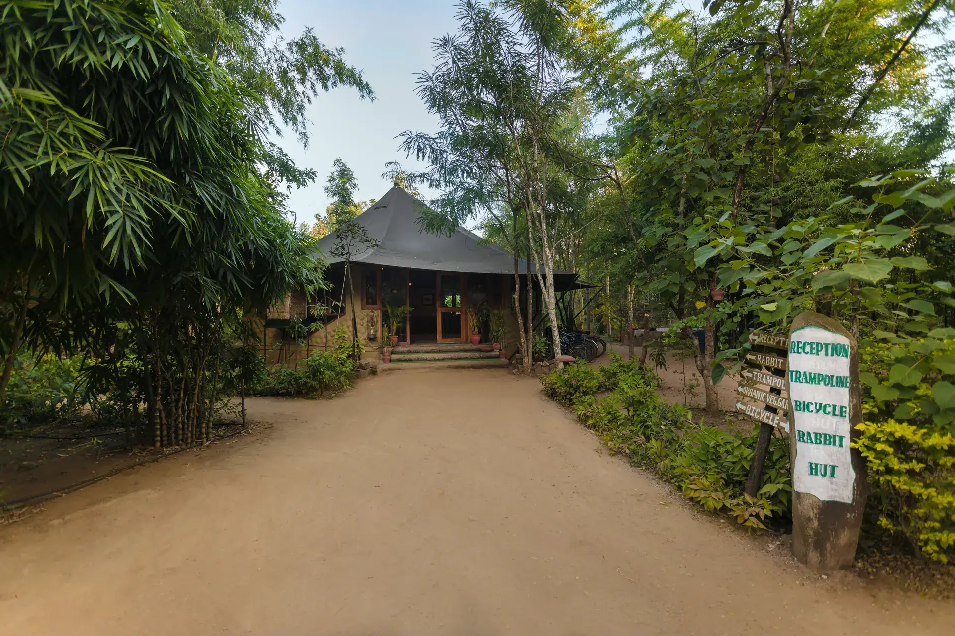 Shaded forest road leading into the jungle