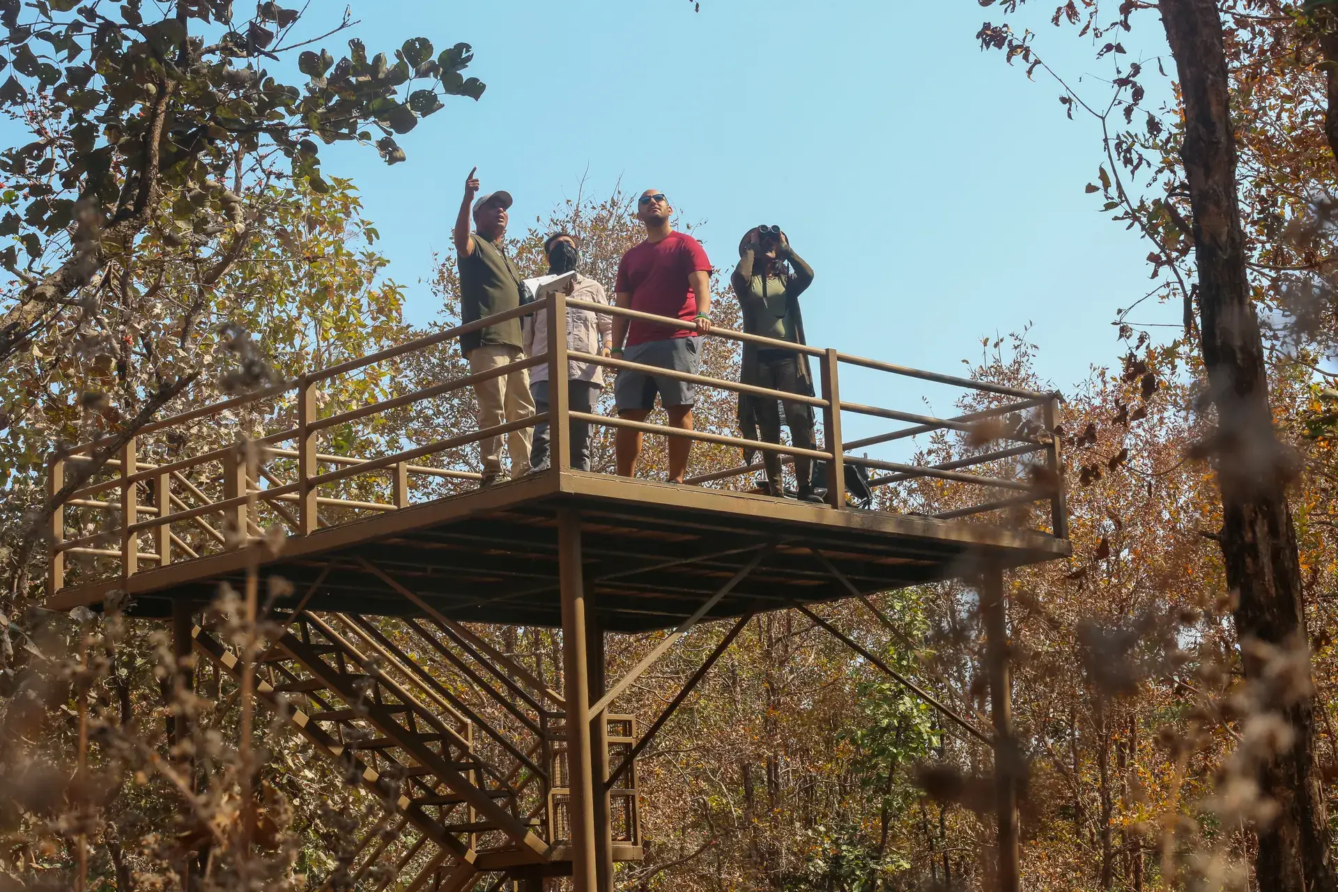 Guests on a forest watchtower