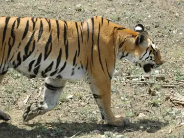 Tigress walking across open ground in Karmajhiri, Pench