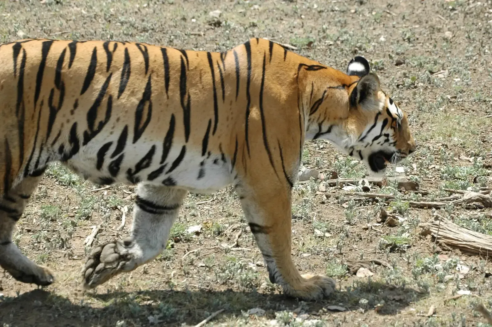 Tigress walking across open ground in Karmajhiri, Pench