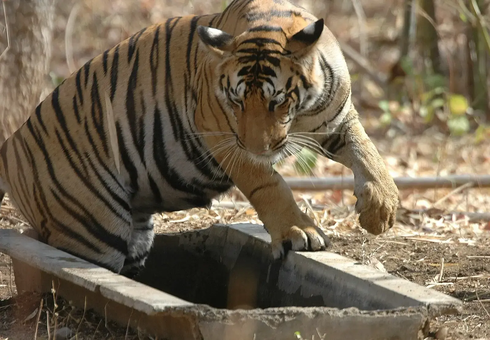 Tiger drinking from a concrete water trough in Karmajhiri, Pench