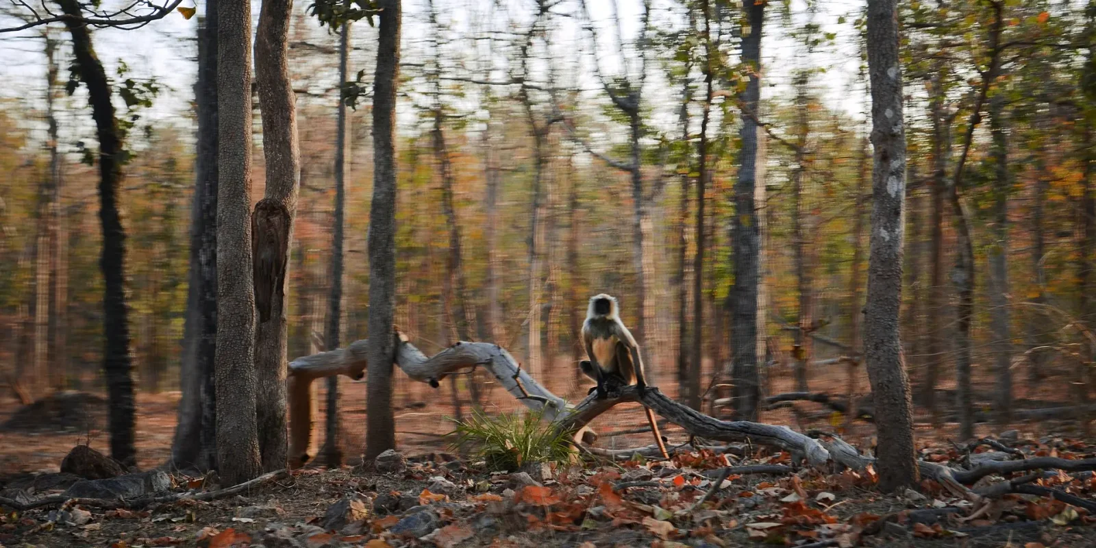 Pench and The Jungle Book: Mowgli, Seoni and the Real Story