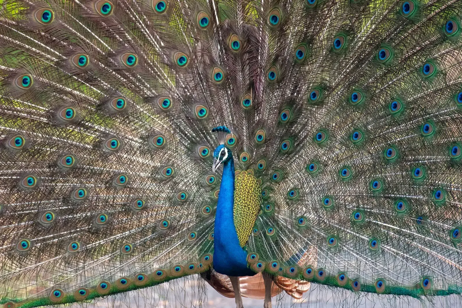 Peacock in full courtship display in Pench National Park