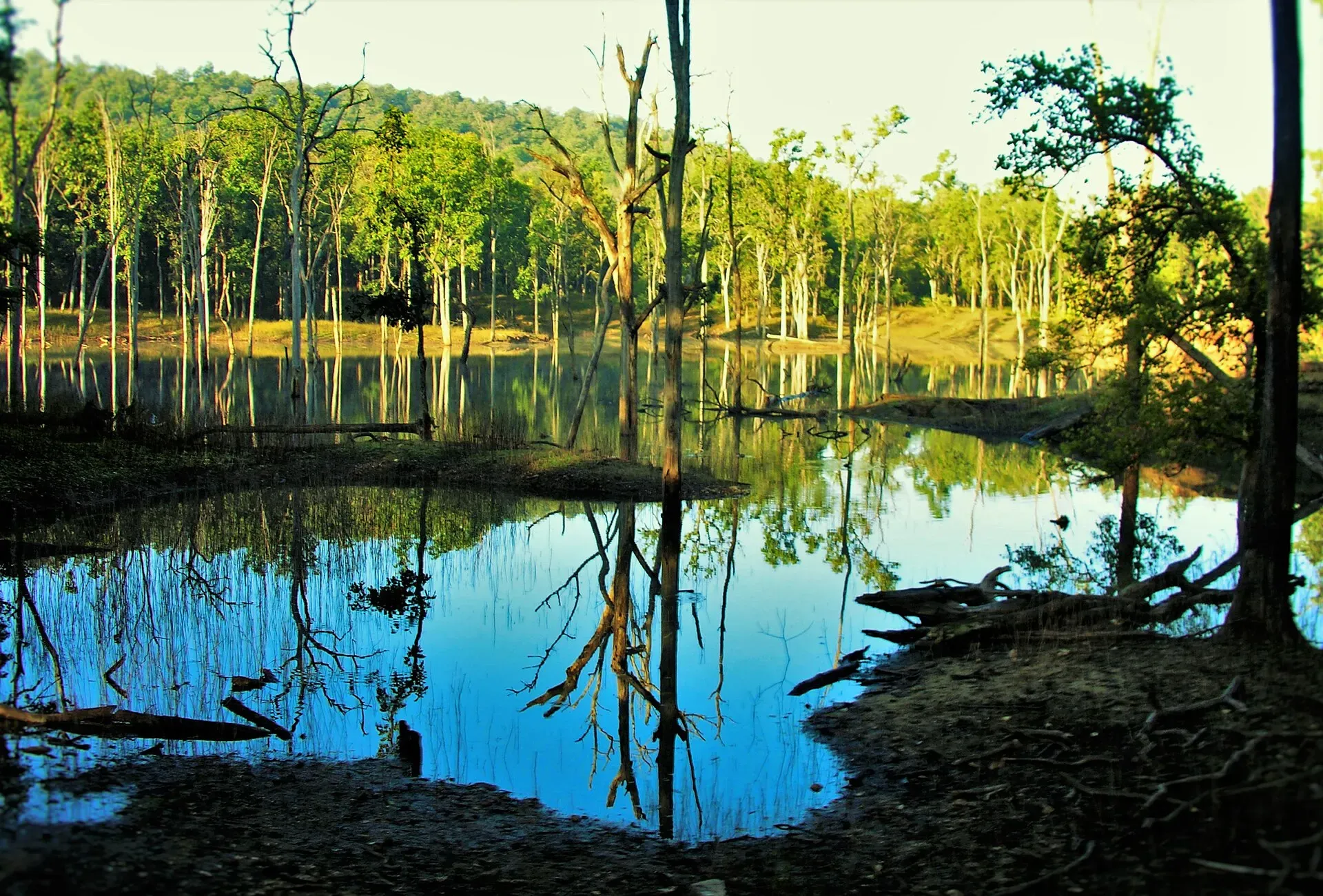 Still water and drowned trees along the Pench reservoir, Madhya Pradesh