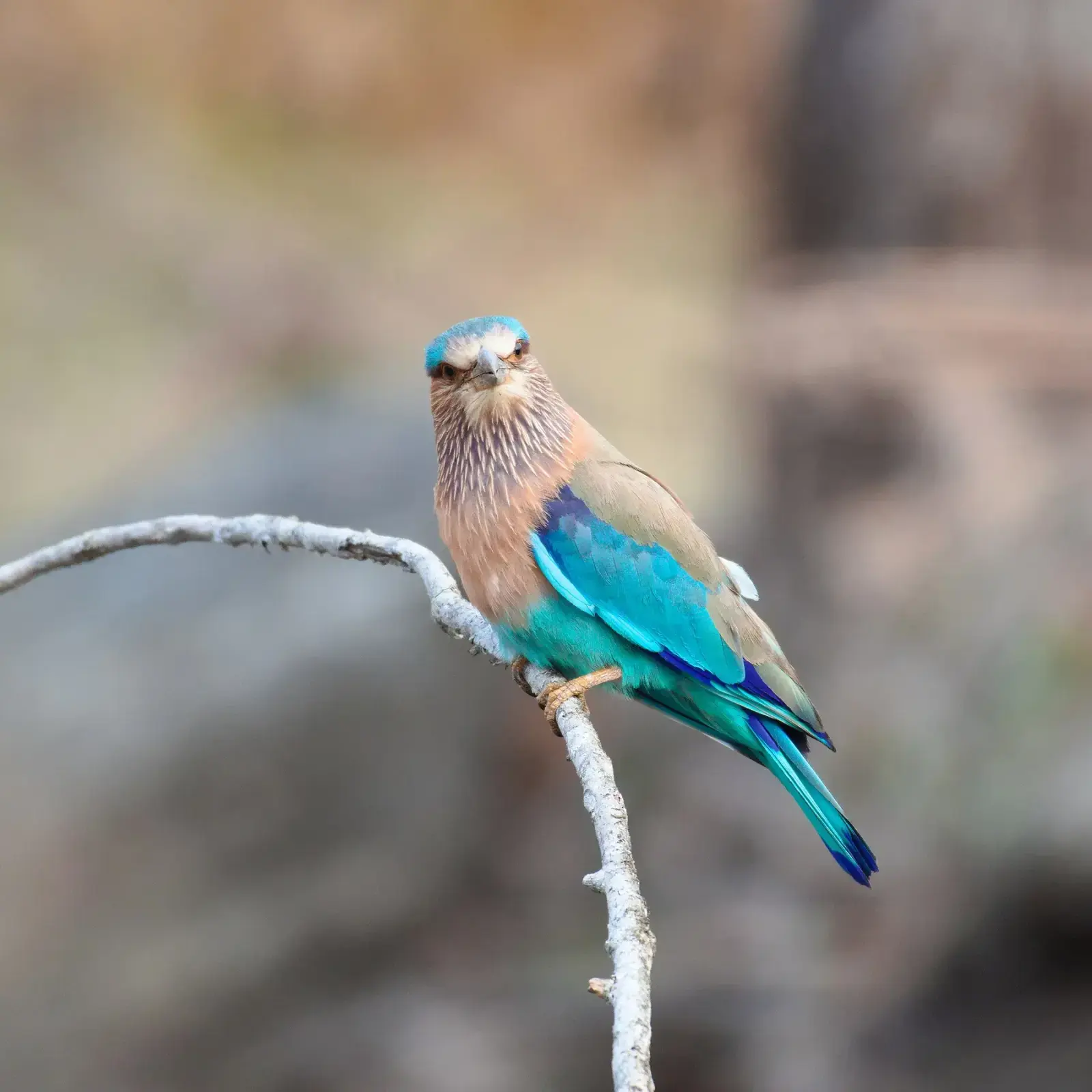 Indian roller perched on a branch in Pench