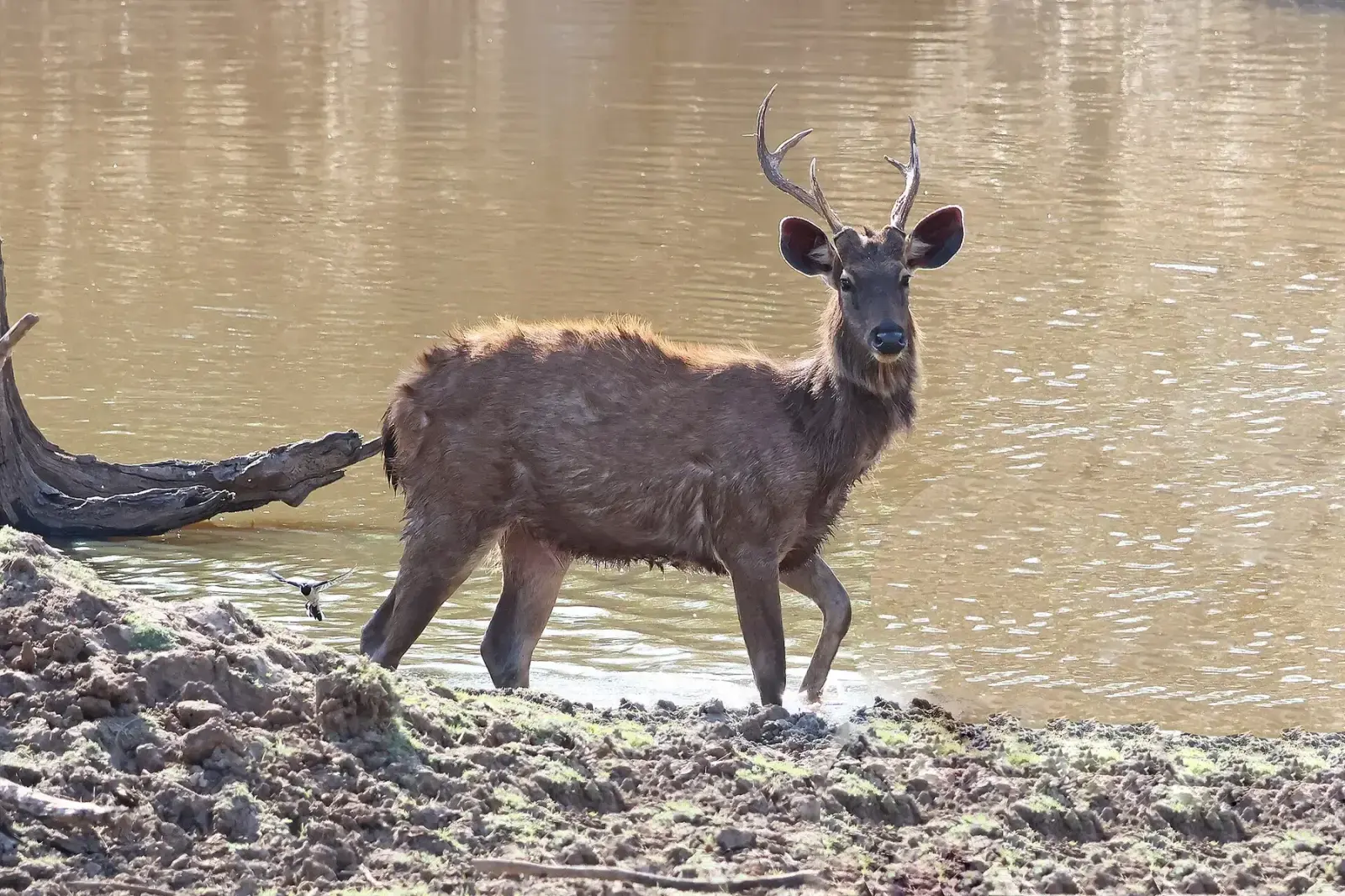 Sambar stag at the edge of water in Pench National Park
