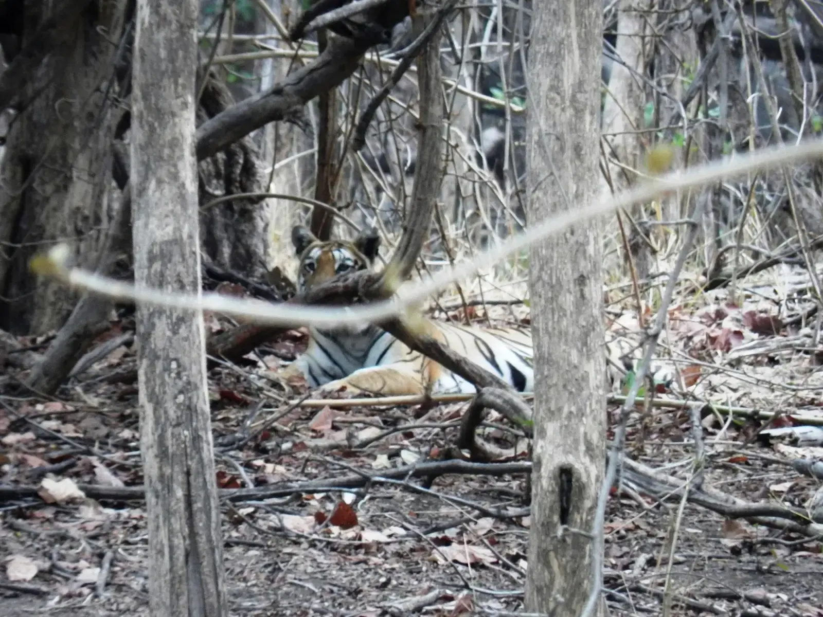 Tiger resting behind tree trunks near Sillari gate, Pench Maharashtra