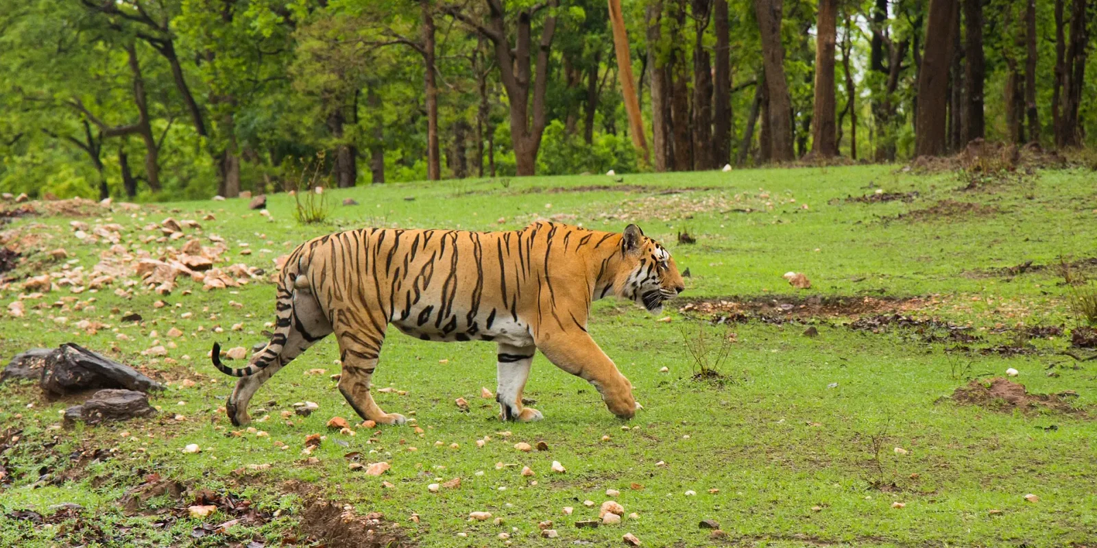 13 Things to Do in Pench National Park (2026–27): Safaris, Boat Rides & More