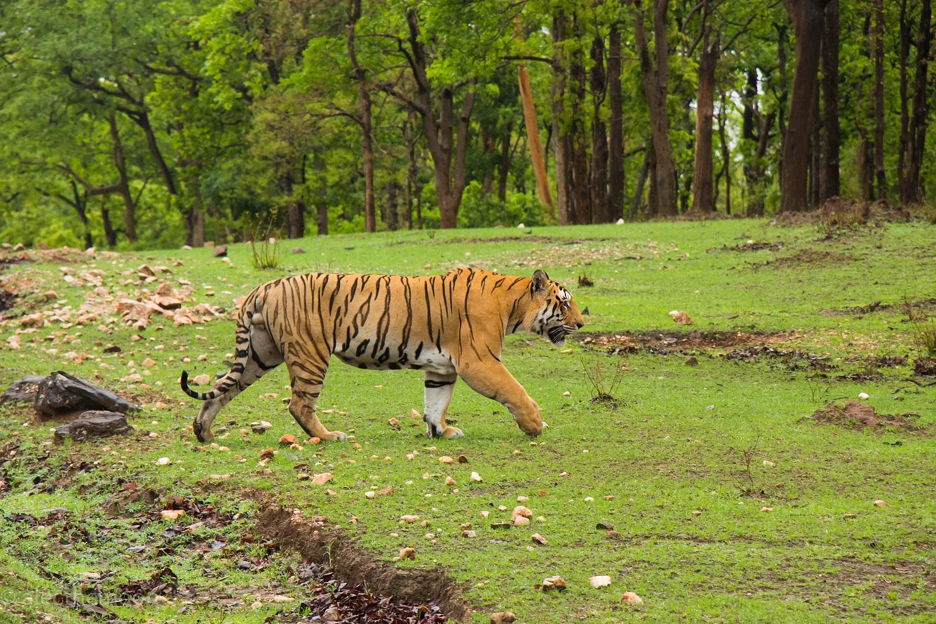 Tiger walking across a green meadow in Pench