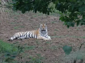 Tiger lying in a forest clearing in Pench