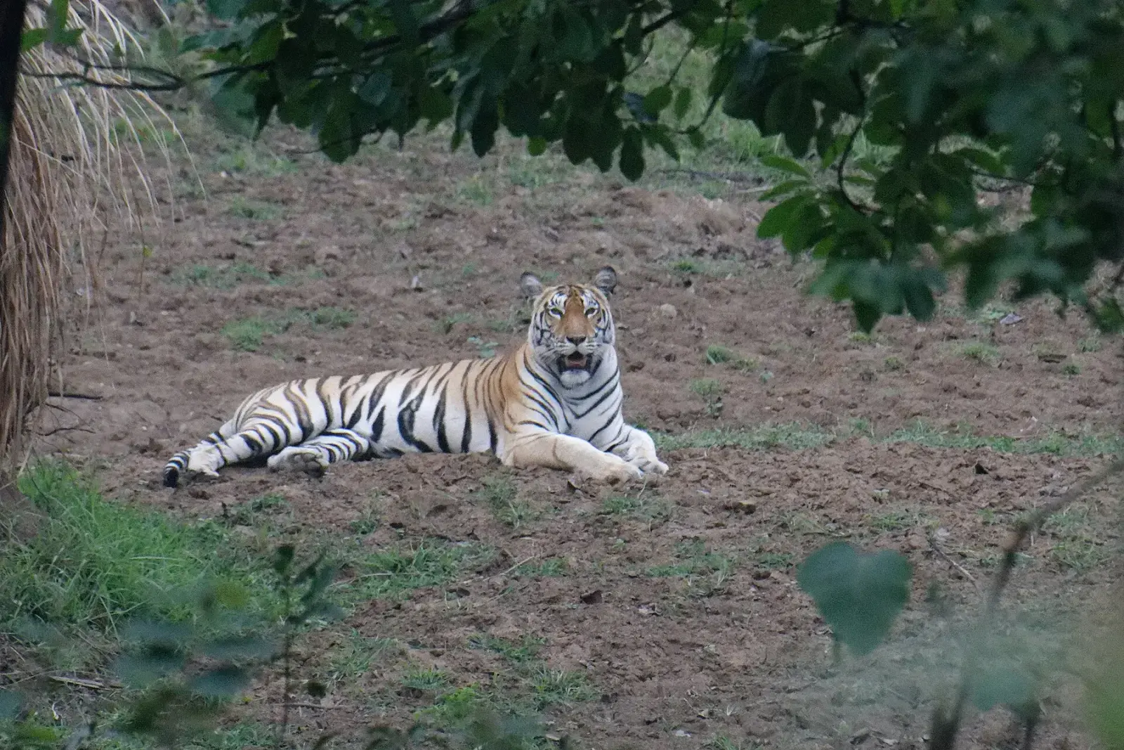 Tiger lying in a forest clearing in Pench