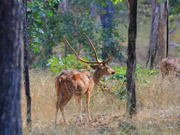 Chital stag among teak trunks in the Turia core zone of Pench