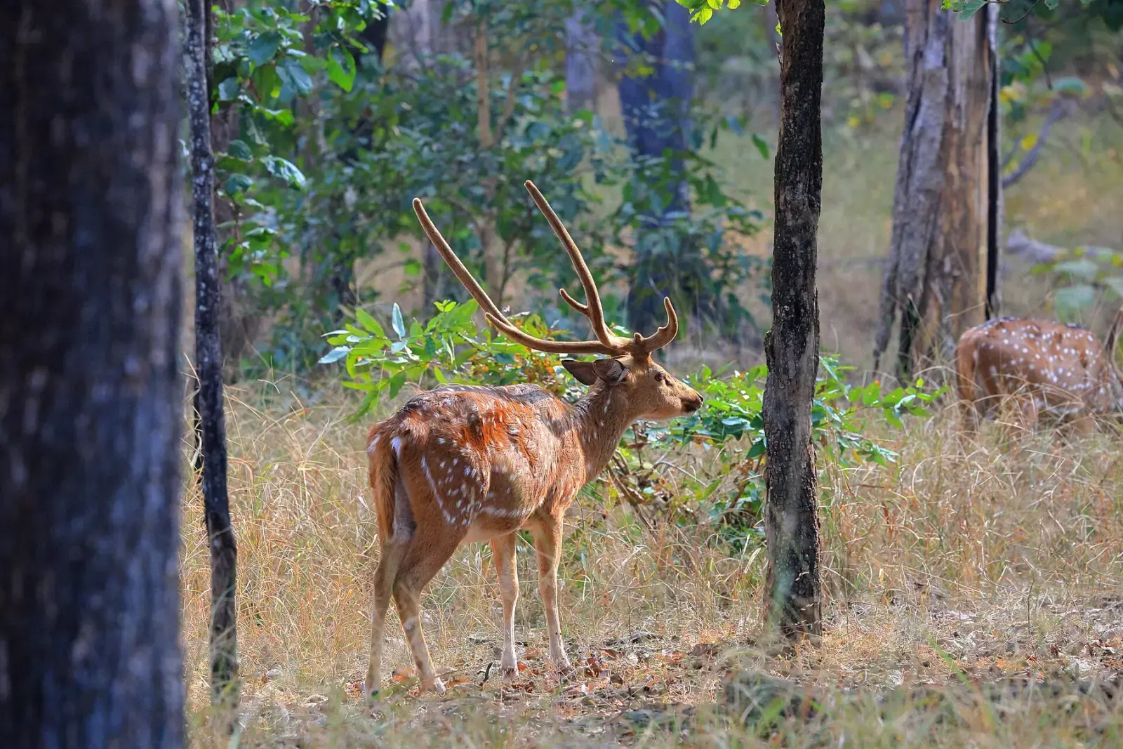 Chital stag among teak trunks in the Turia core zone of Pench
