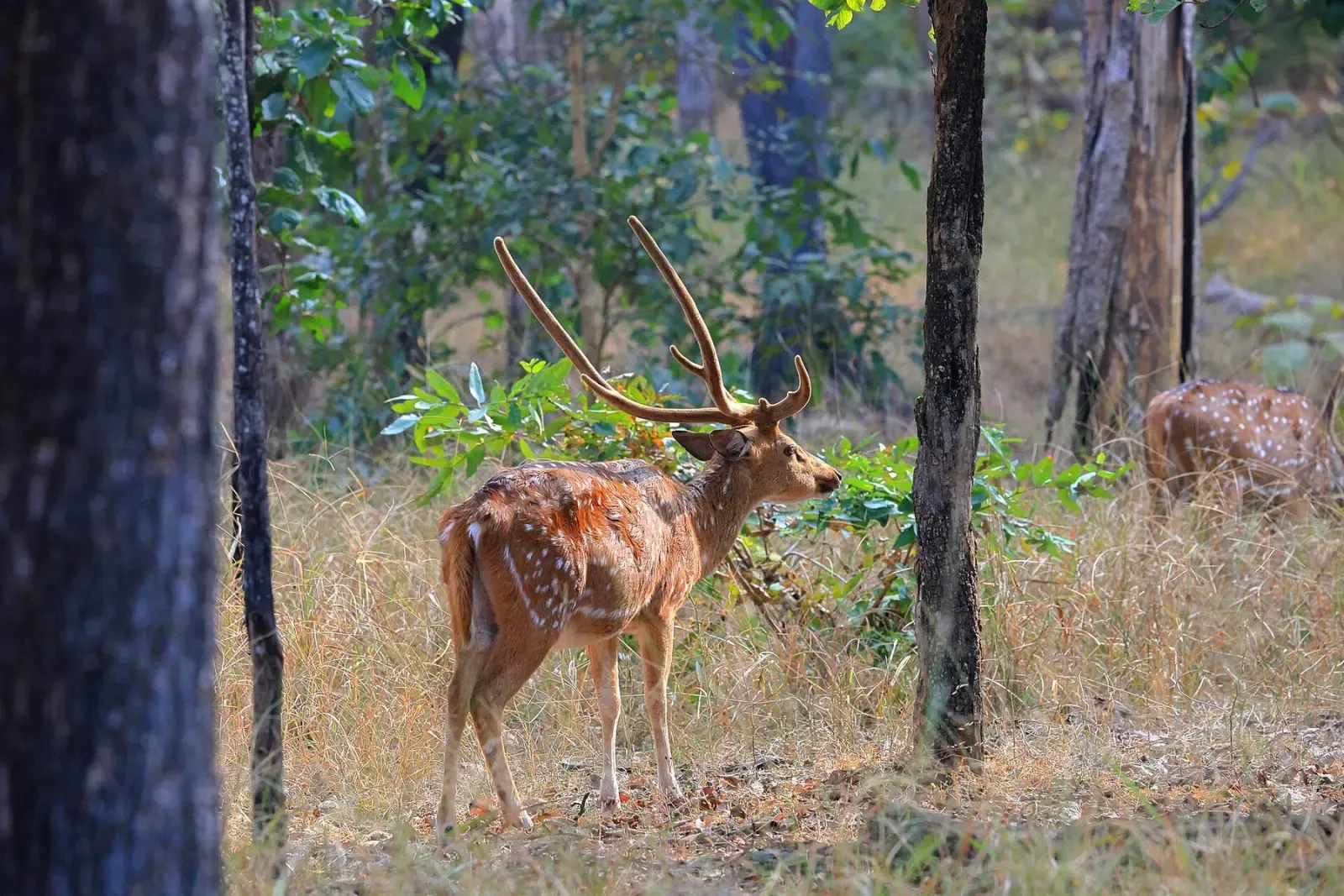 Chital stag among teak trunks in the Turia core zone of Pench