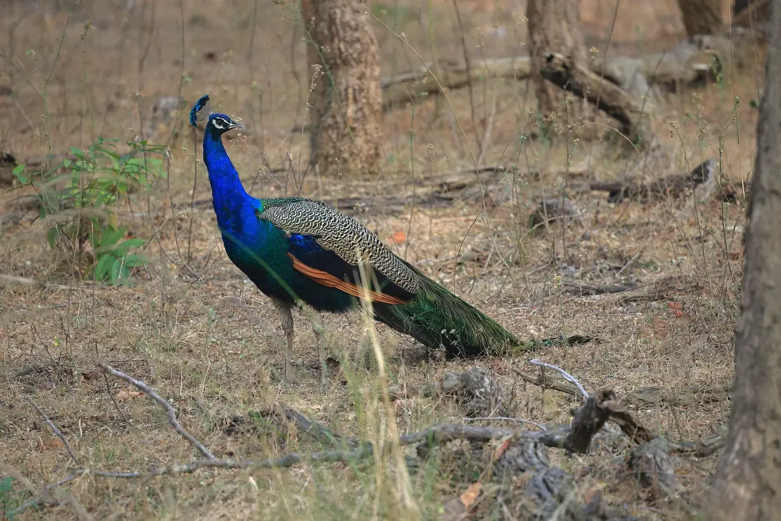 Indian peacock walking on the forest floor in Turia, Pench