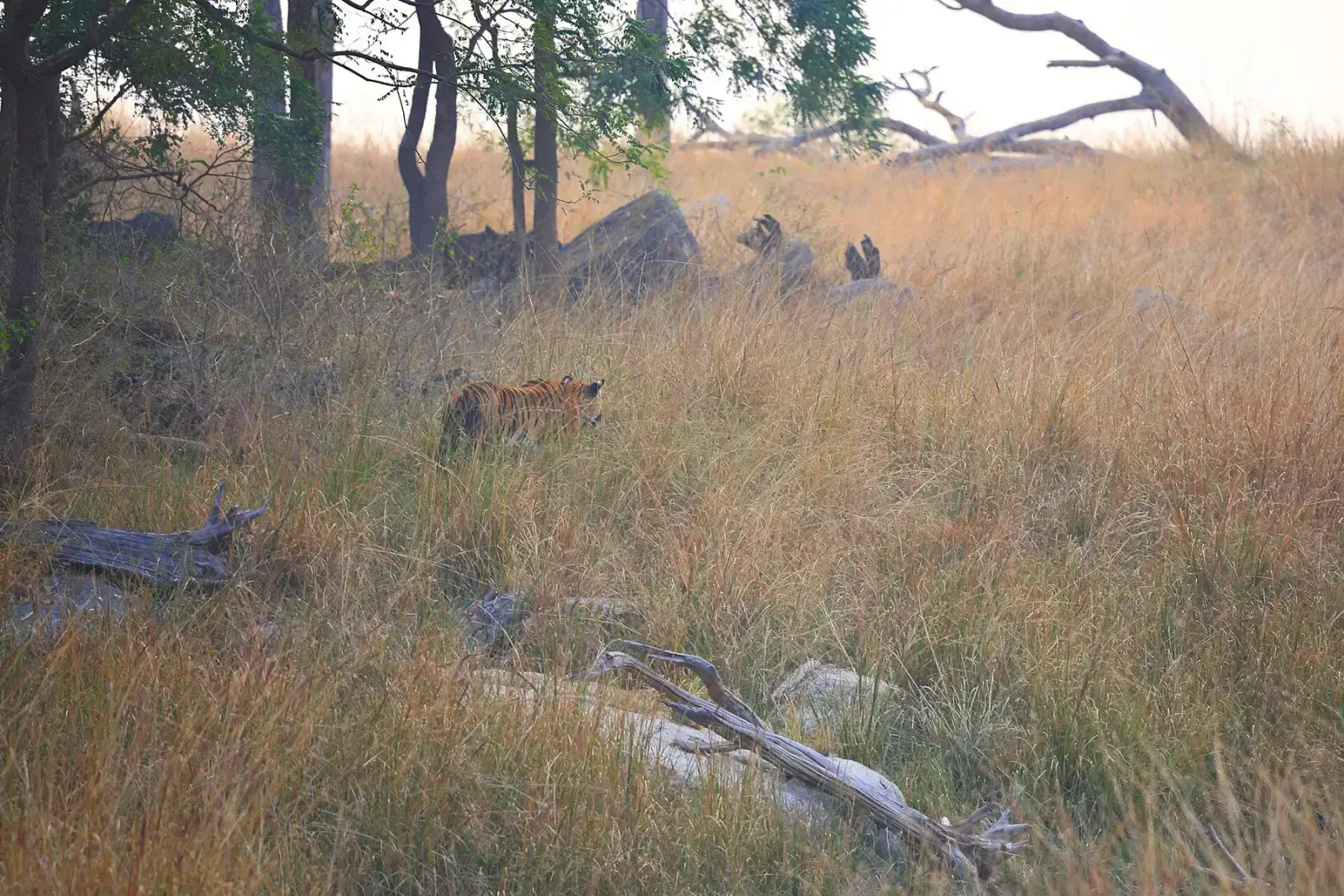Tall golden grassland of the Turia core zone in Pench