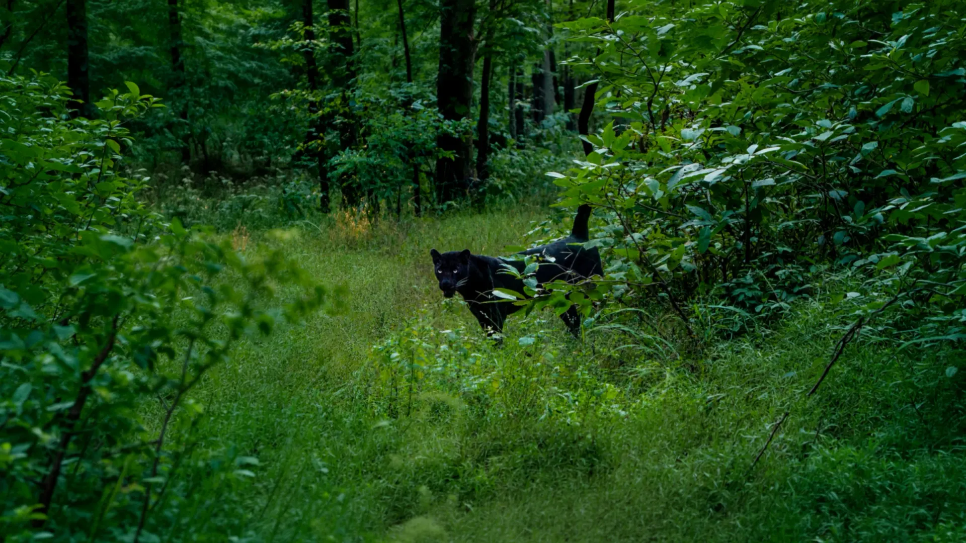 Pench safari