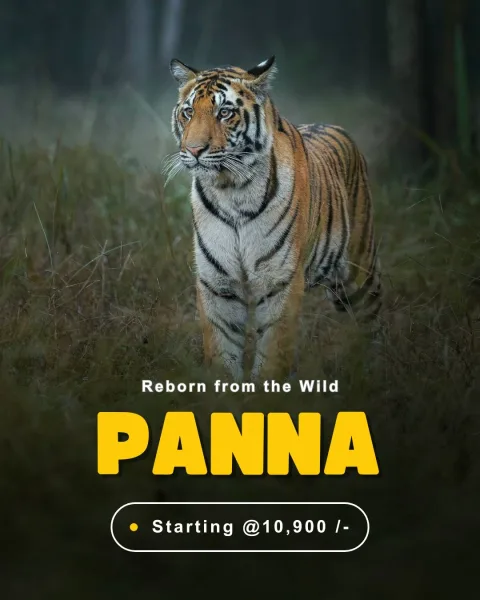 Panna