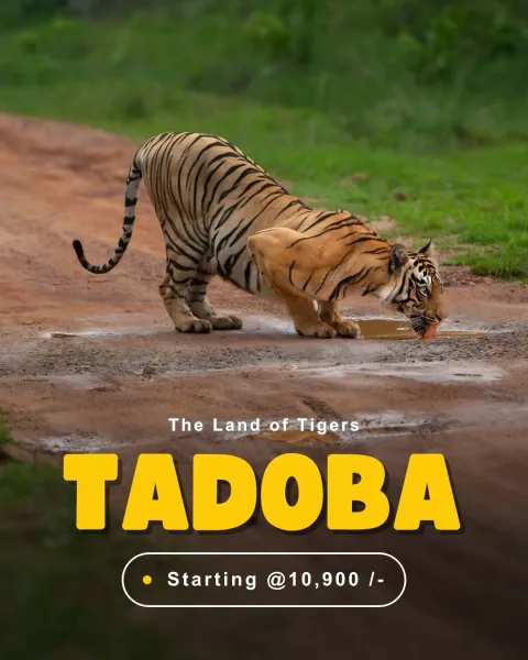 Tadoba