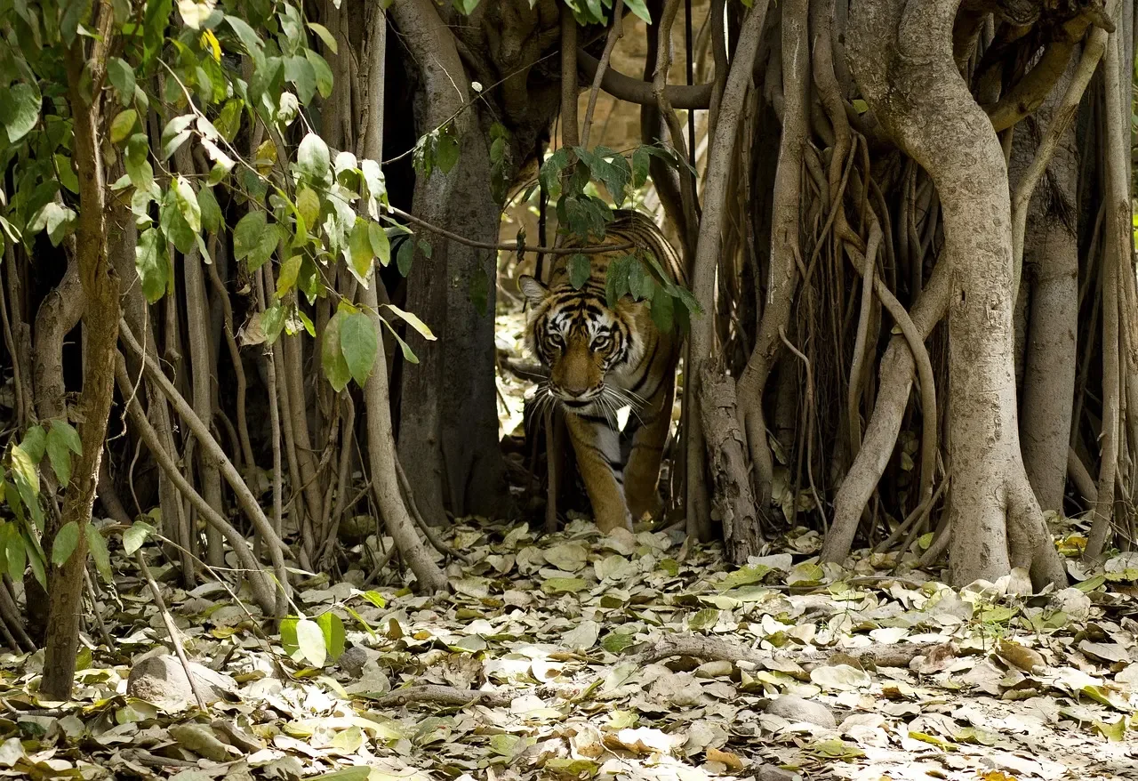 Tiger stepping out from banyan roots in Ranthambore National Park