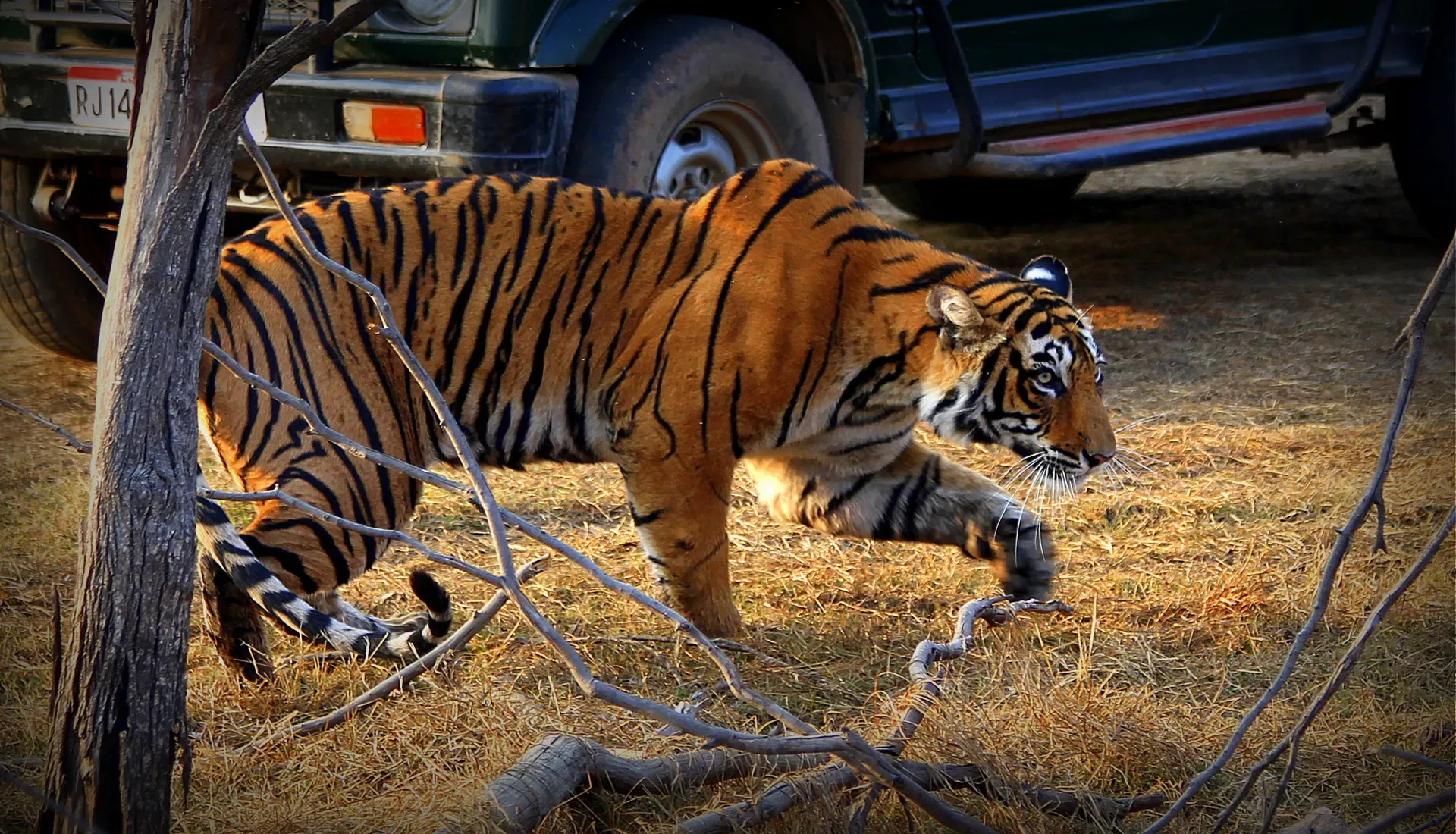 Tiger walking past a safari Gypsy in Ranthambore National Park