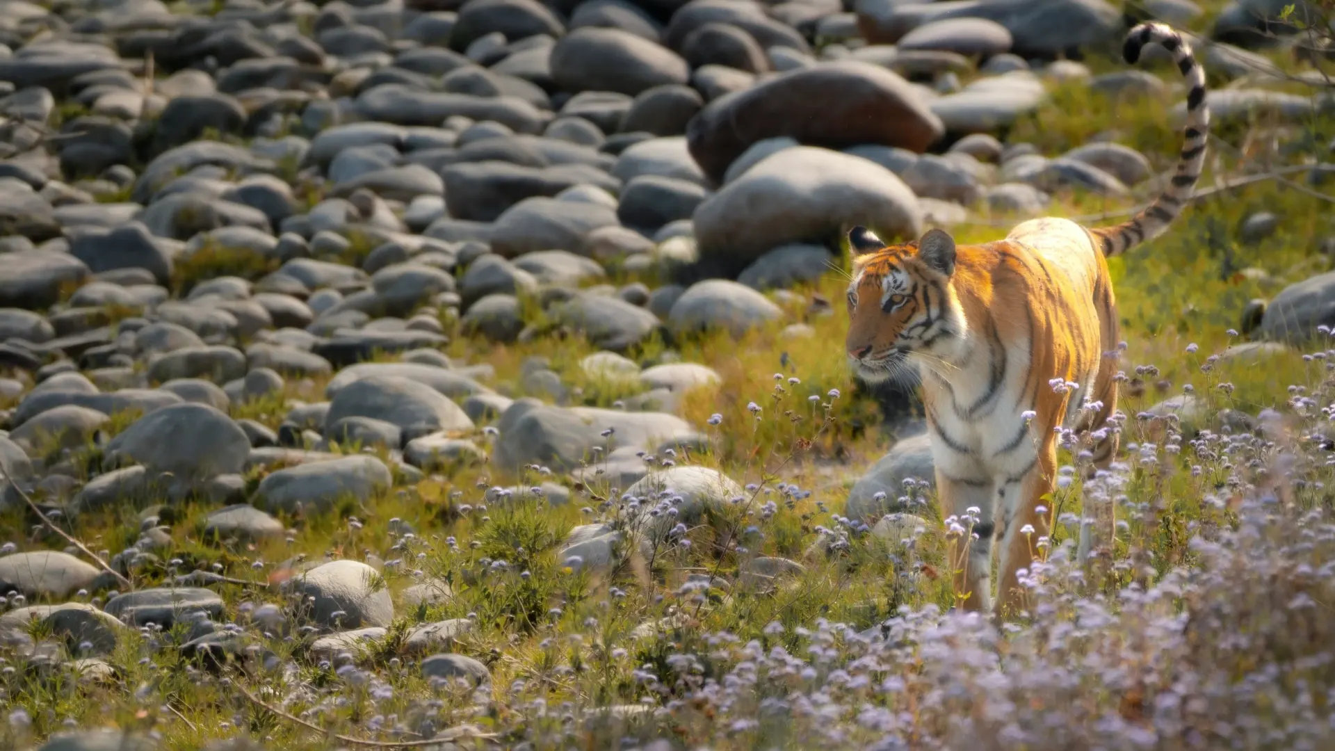 Ranthambore safari