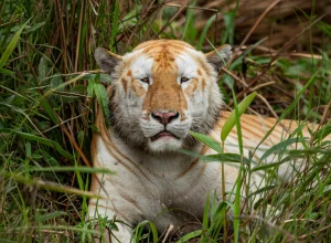 Kaziranga wildlife — 4-day itinerary