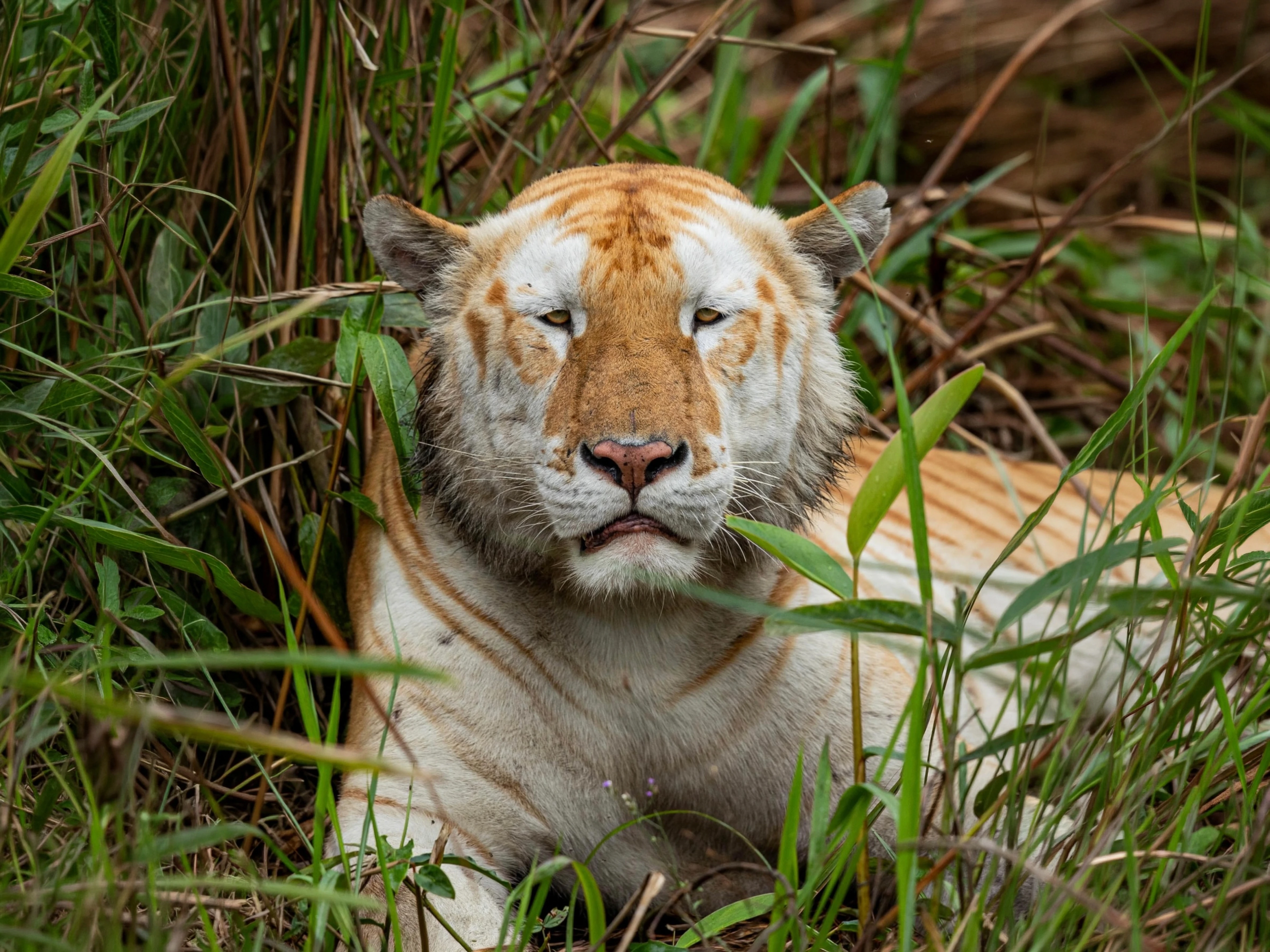 Kaziranga Wildlife Safari — Assam