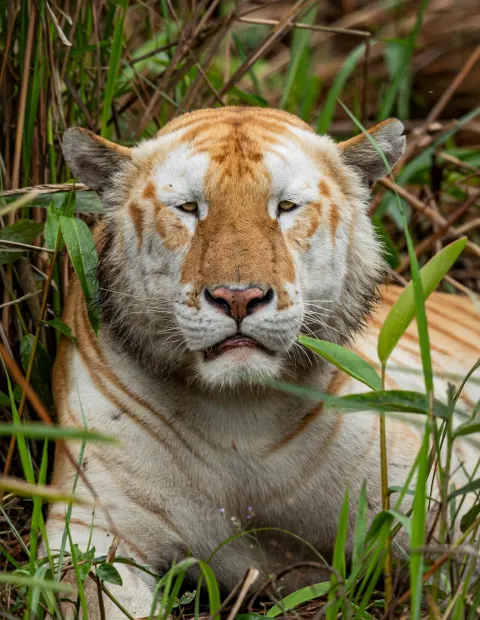 Kaziranga Wildlife Safari — Grand Safari — Assam