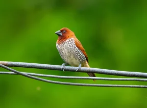 Tipeshwar wildlife — 3-day itinerary