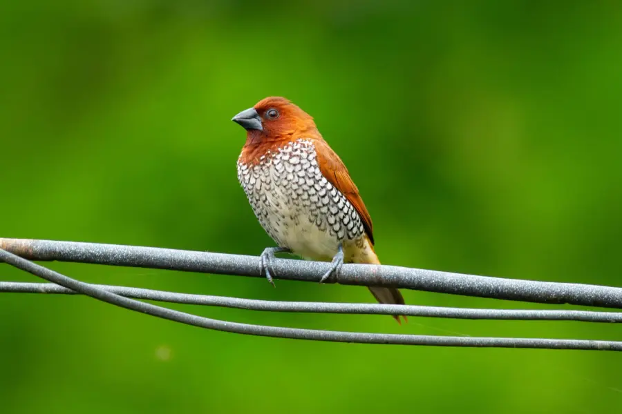Red munia in the grassland scrub
