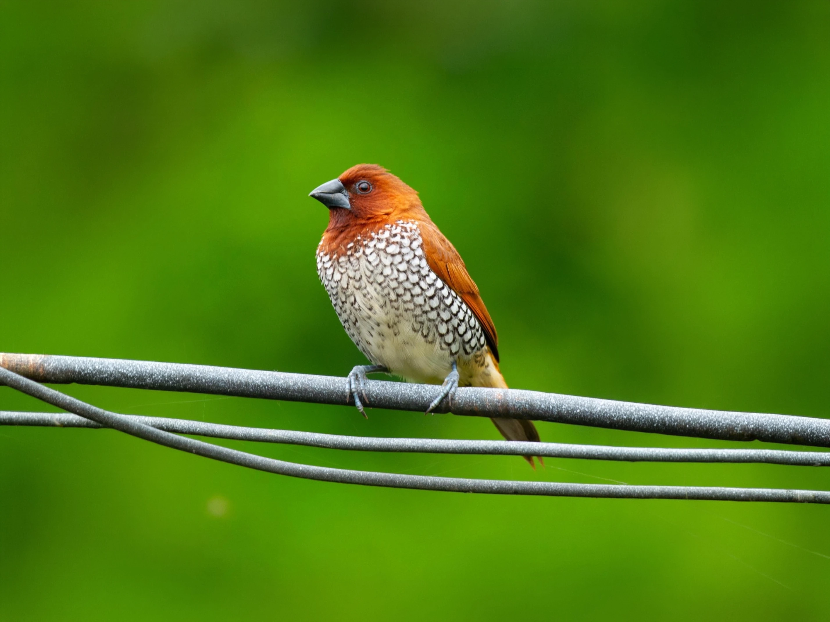 Bor Tiger Safari — Maharashtra